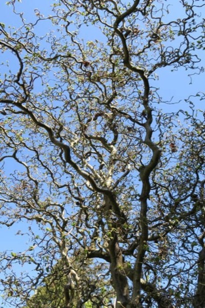 Шелковица Тортуоза с уникально изогнутыми ветвями.